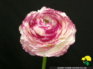 Ranunculus chihonomai.jpg